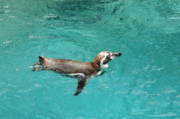 Penguin at Jungle Park, Tenerife
