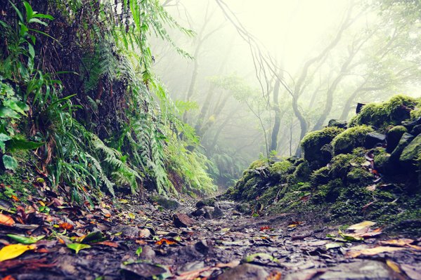 Laurisilva Forest, Anaga Rural Park, Tenerife
