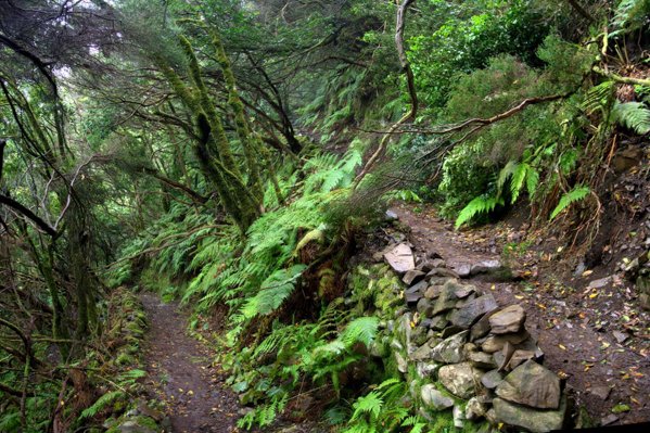 Laurisilva Forest, Anaga Rural Park, Tenerife