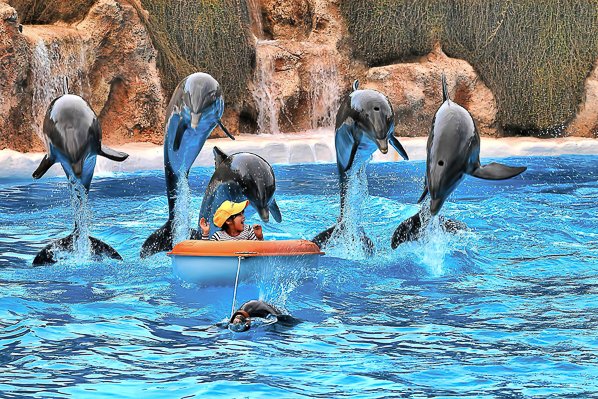 Dolphin show at Loro Parque