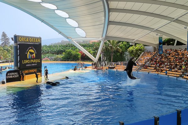 Orcas show at Loro Parque
