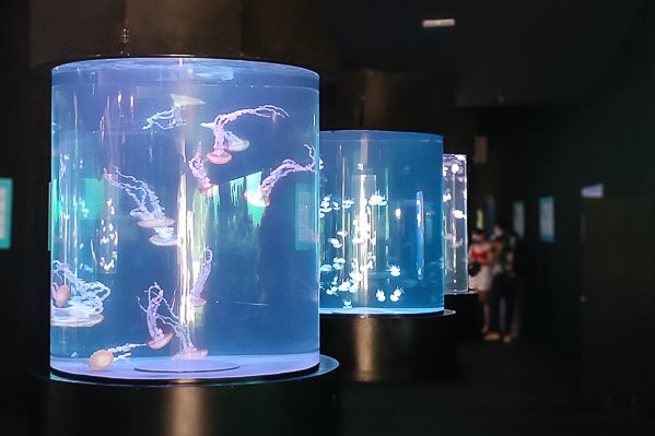 Jellyfish exhibition at Loro Parque