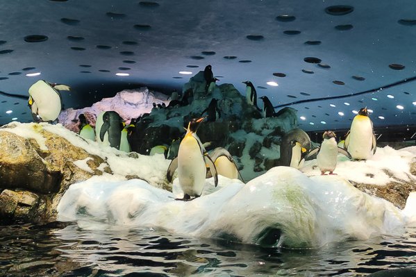 Planet Penguin at Loro Parque