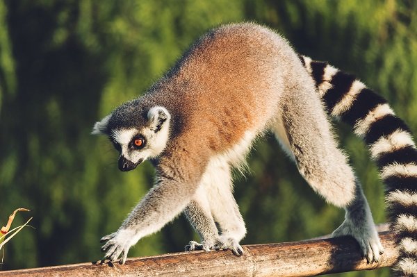 Lemur