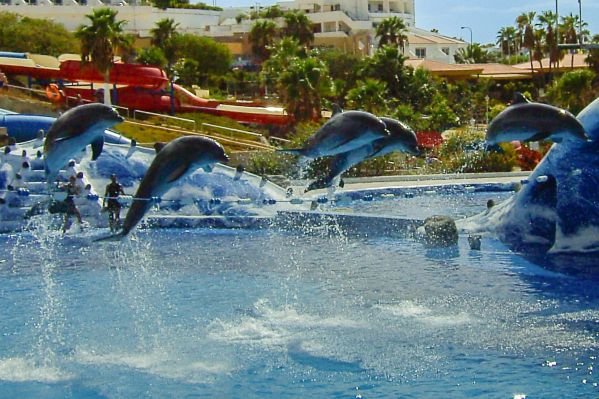 Aqualand's Dolphin show, Costa Adeje, Tenerife