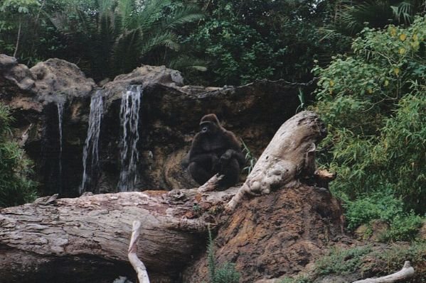 Gorilla at Loro Parque