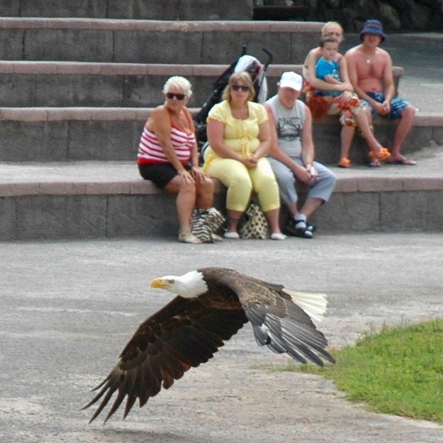 Eagle show at Jungle Park, Tenerife