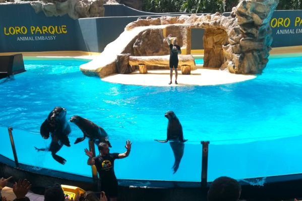 Sea lion show at Loro Parque