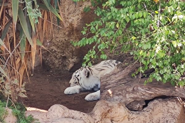 White tiger at Loro Parque