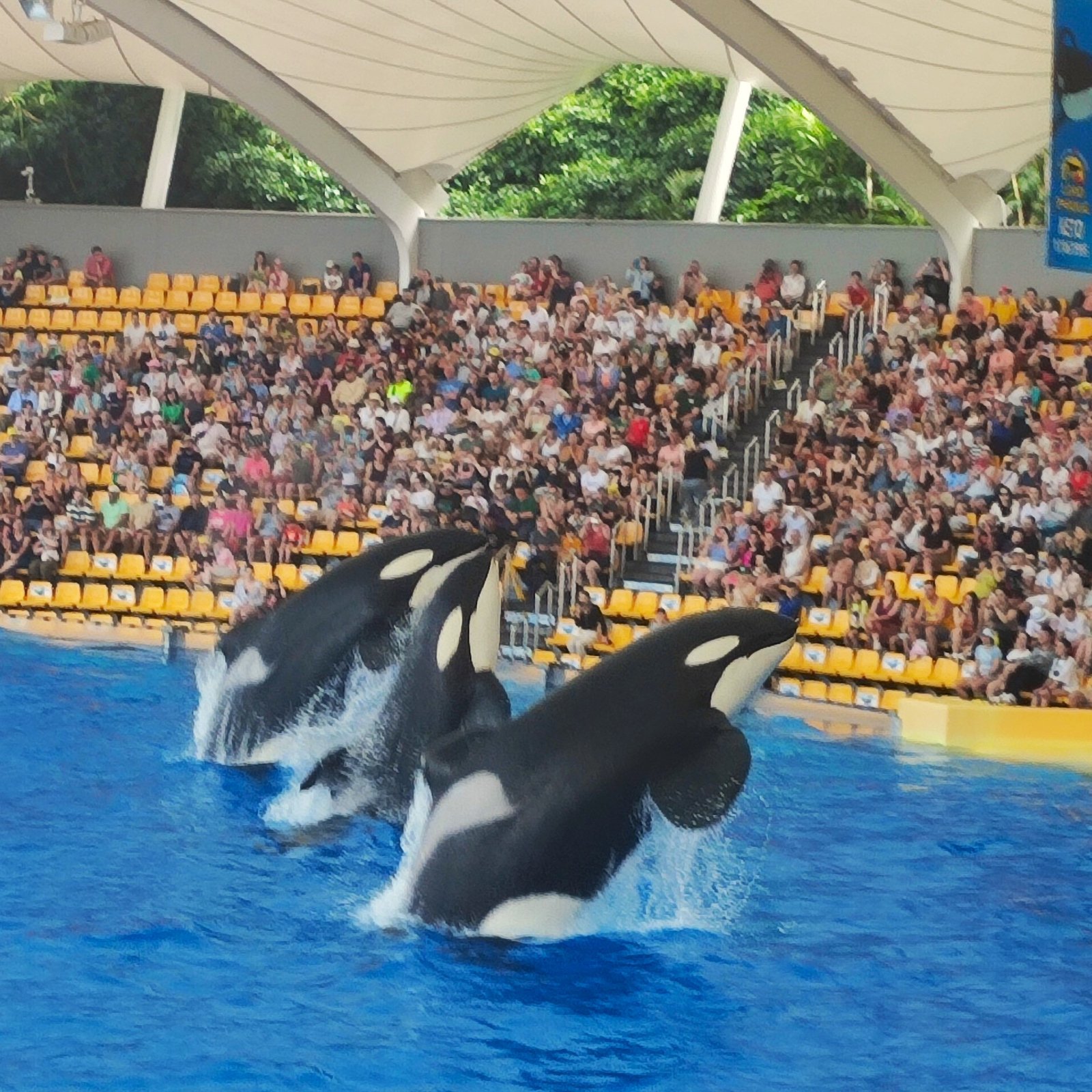 The orca show at Loro Parque, Tenerife