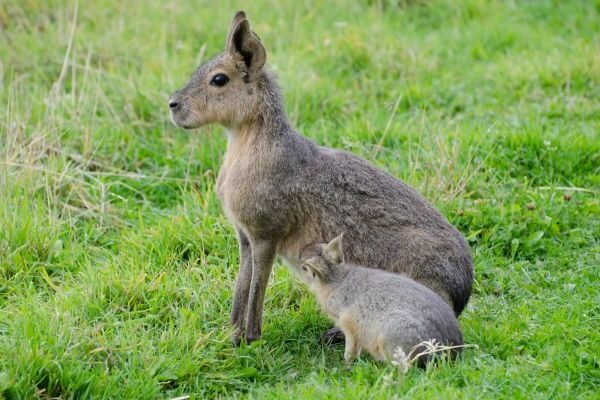 Patagonian Mara