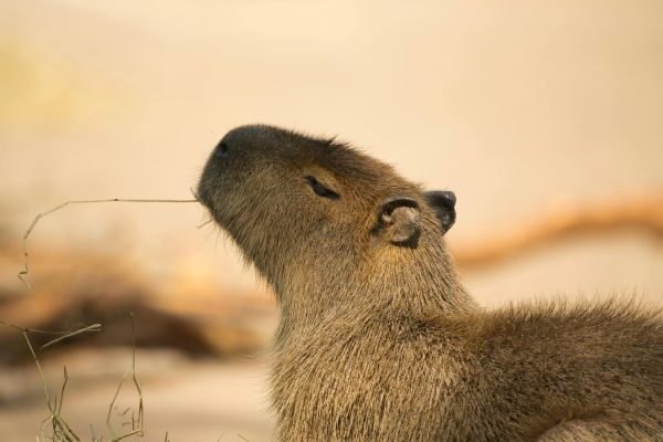 Capybaras, one of the highlights at Jungle Park