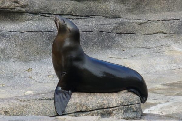 Sea Lion