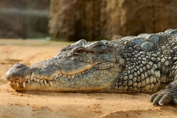 Nile crocodile