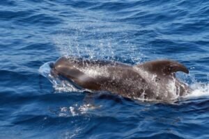 Pilot whale, one of the typical species of Tenerife sea