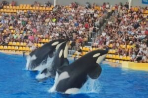 The orca show at Loro Parque, Tenerife
