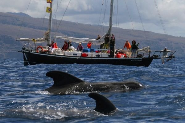Whale watching tour in Canary Islands