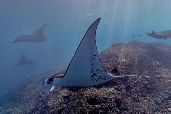 A majestic stingray gliding across the ocean floor