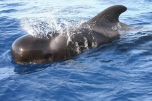 A pilot whale