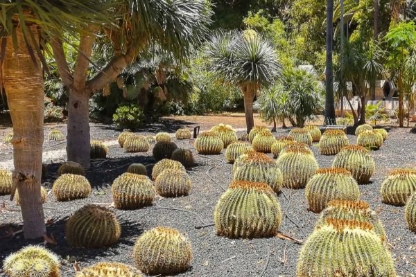 cactus-garcia-sanabria-parque Sculptural beauty: The desert garden at Parque Garcia Sanabria